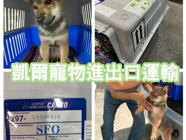 2024/06/22『美國舊金山』柴犬狗狗飛美國舊金山展開新生活啦~~~